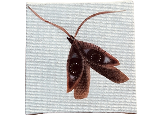 Oculi Volati | Knipoogjes